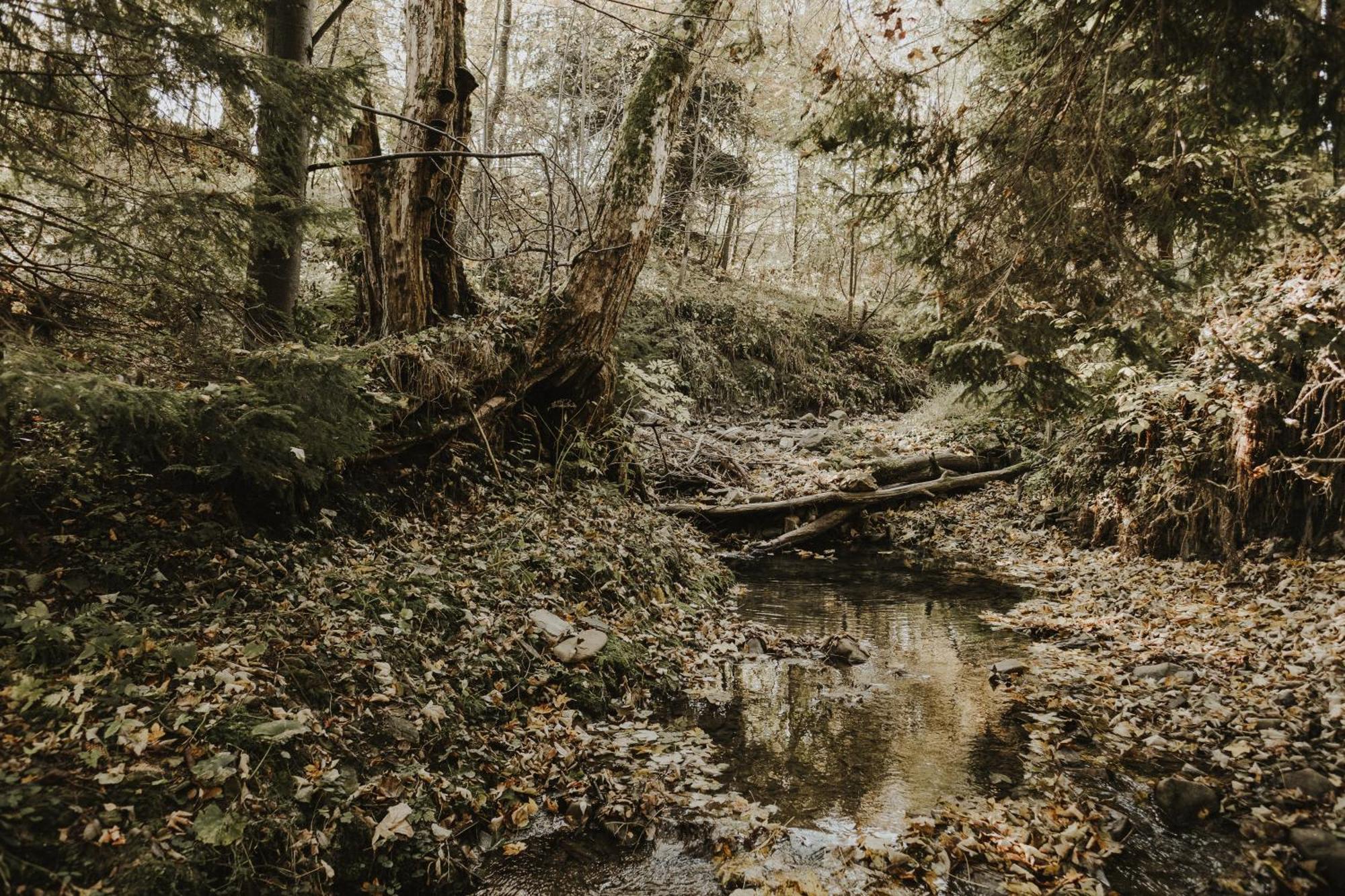 Dom Malowany Wetlina Dış mekan fotoğraf